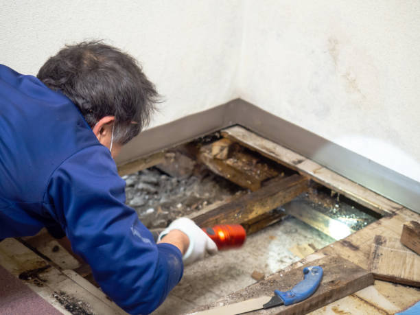 Best Fast Mold Removal  in Robins Af, GA