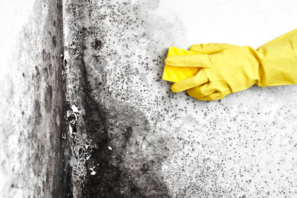 Attic Mold Removal in Robins Af, GA