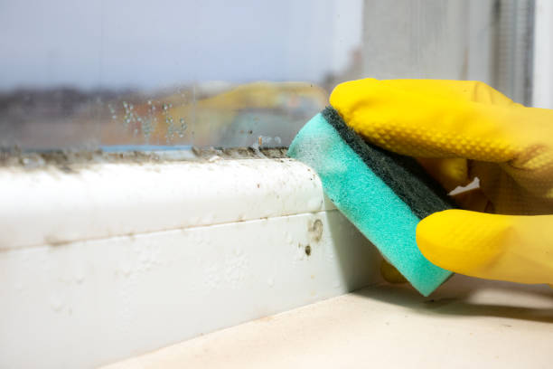 Trusted Robins Af, GA Mold Removal Experts